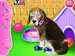 ビーグル子犬のデイケア