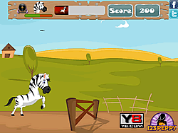 Racezebra