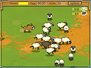 Moutons de Kaban